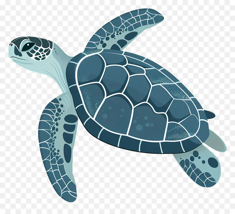 Deniz Kaplumbağası，Yeşil Deniz Kaplumbağası PNG