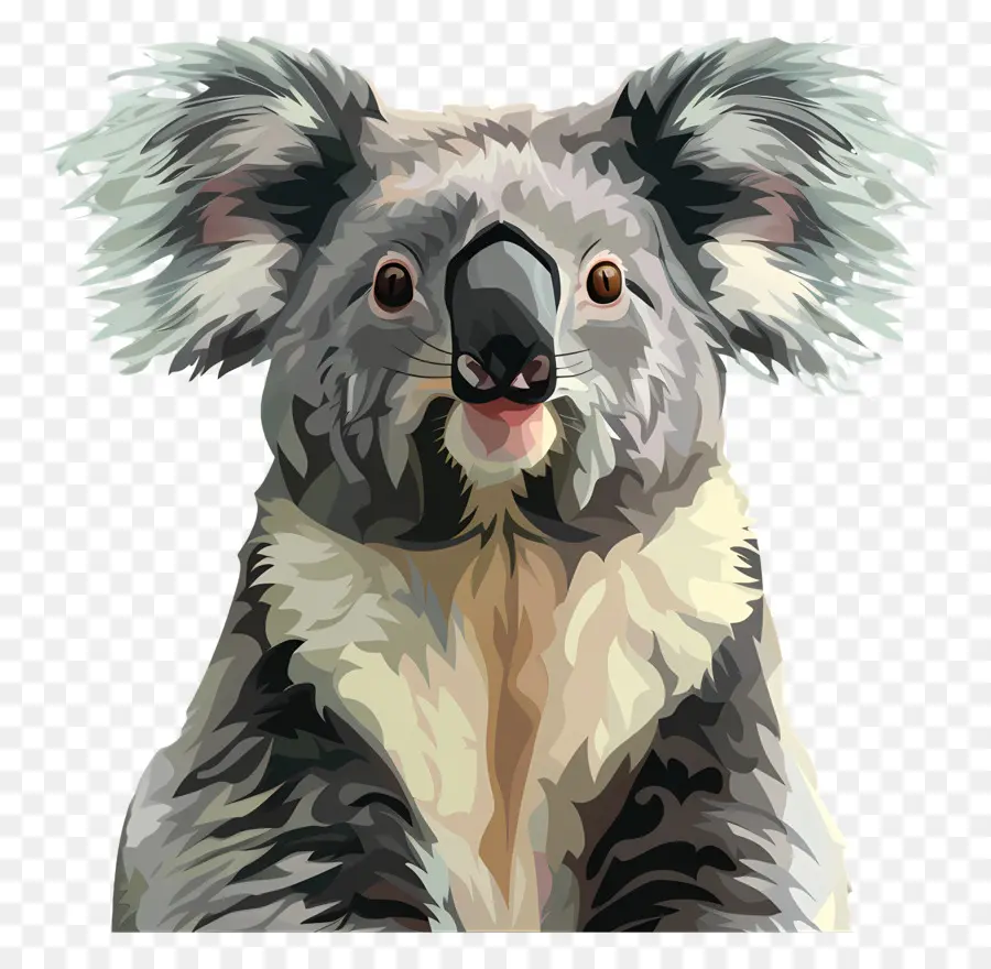 Koala，Beyaz Kürk PNG