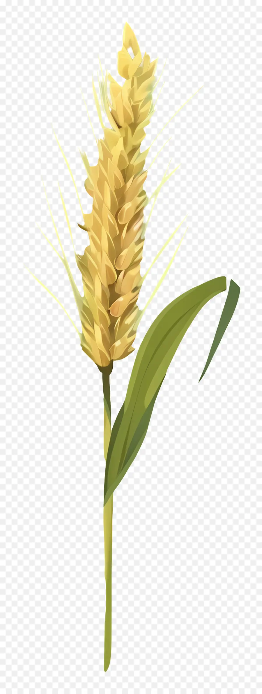 Buğday，Mısır PNG