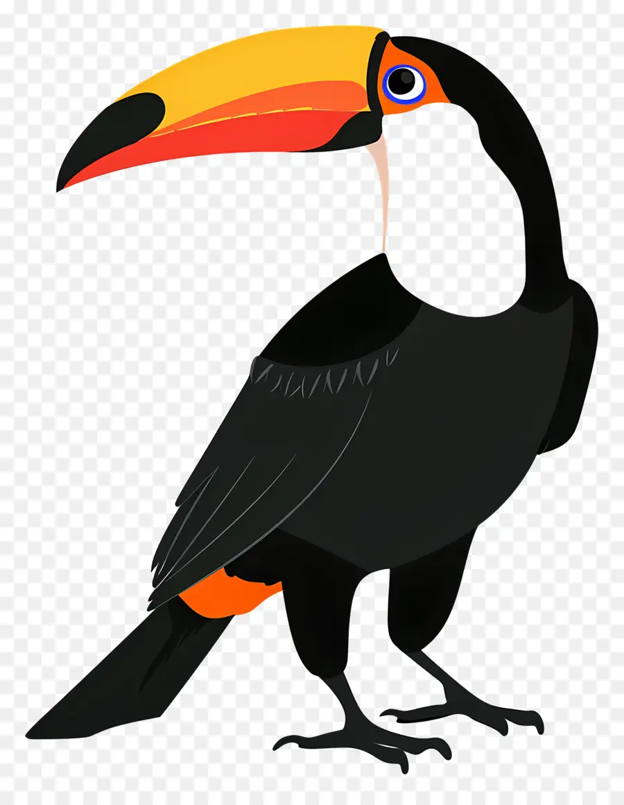 Tukan，Kuş PNG