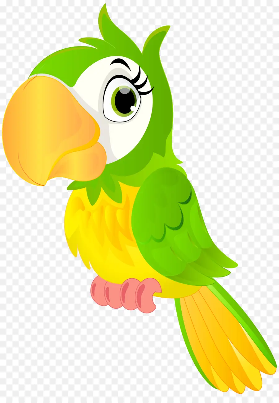 Papağan，Renkli PNG