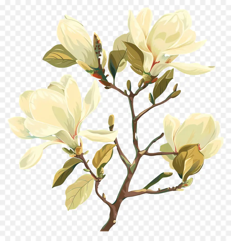 Manolya，Beyaz çiçekler PNG