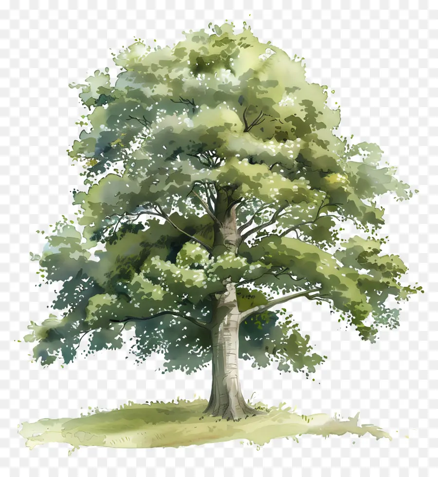 Kayın Ağacı，Yeşil Ağaç PNG