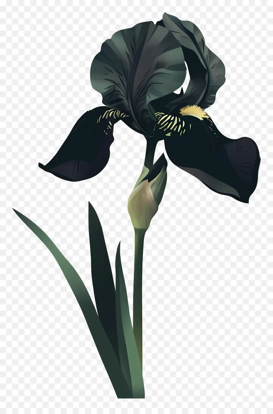ıris，Siyah Iris PNG