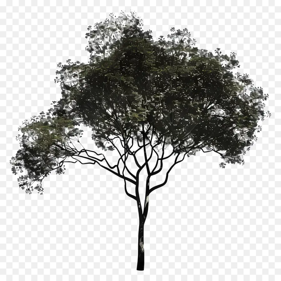 Ağaç Gölge，Ağaç PNG