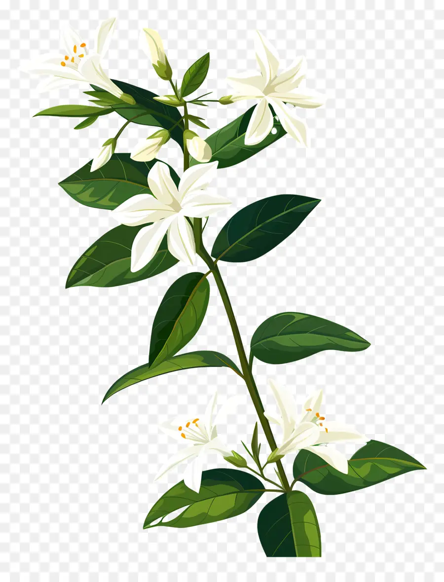 Yasemin，Yasemin çiçekleri PNG