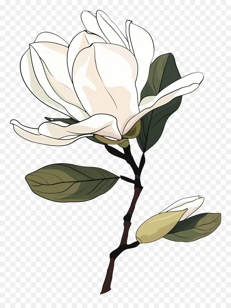 Manolya，Beyaz Manolya çiçeği PNG