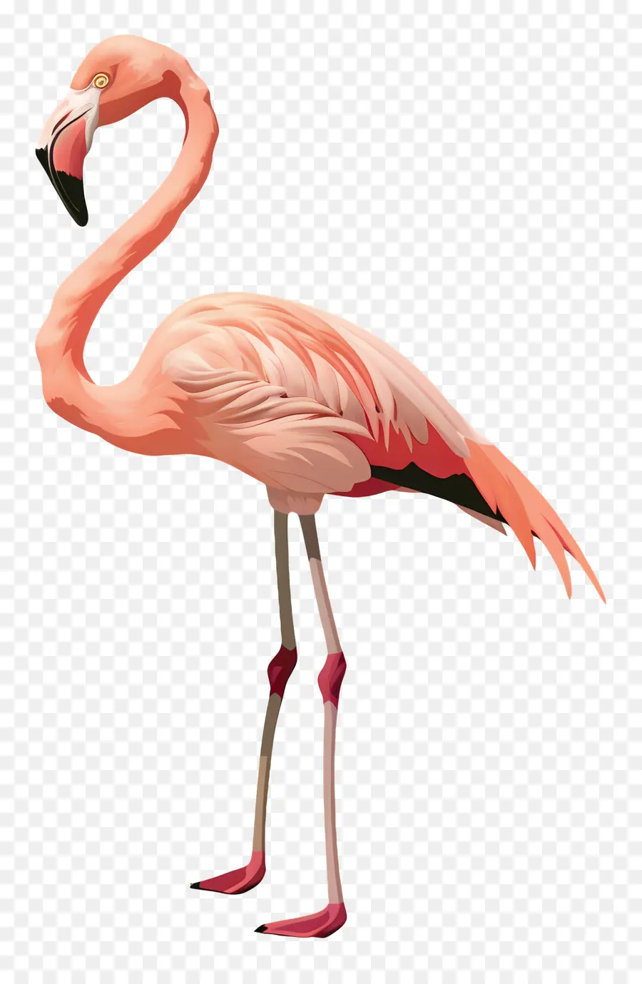 Flamingo，Kuş PNG