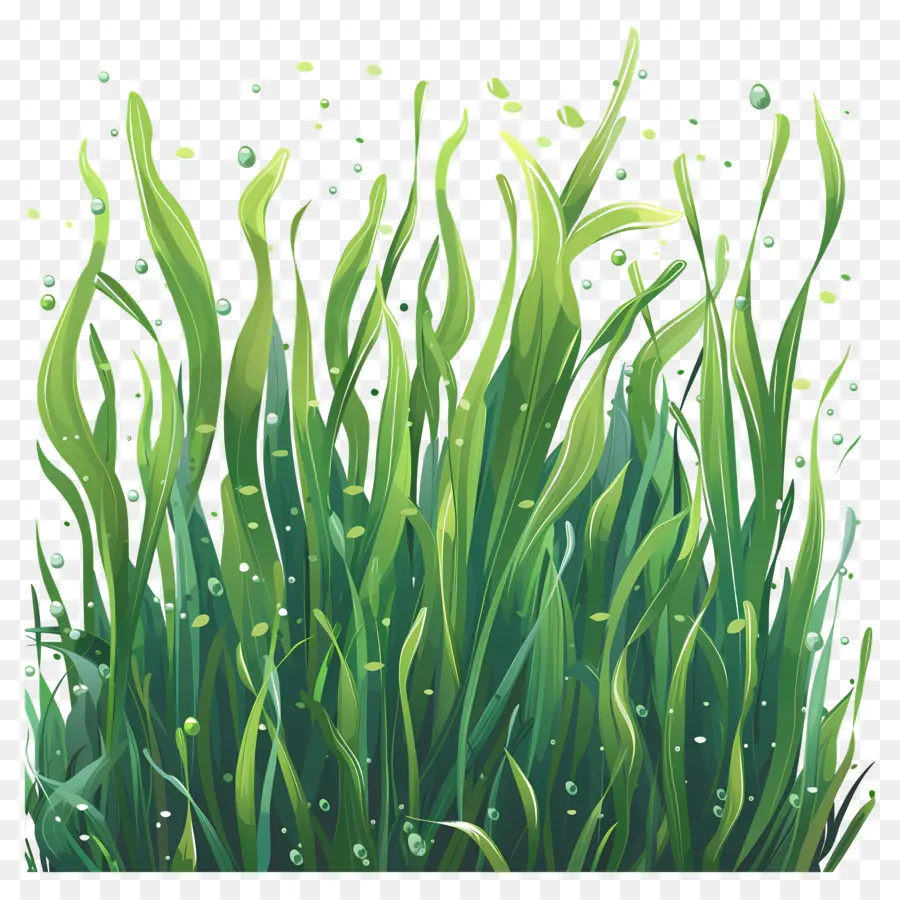 Seagrass，Ot PNG
