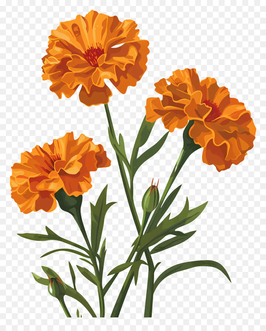 çiçekleri，Kadife çiçeği PNG