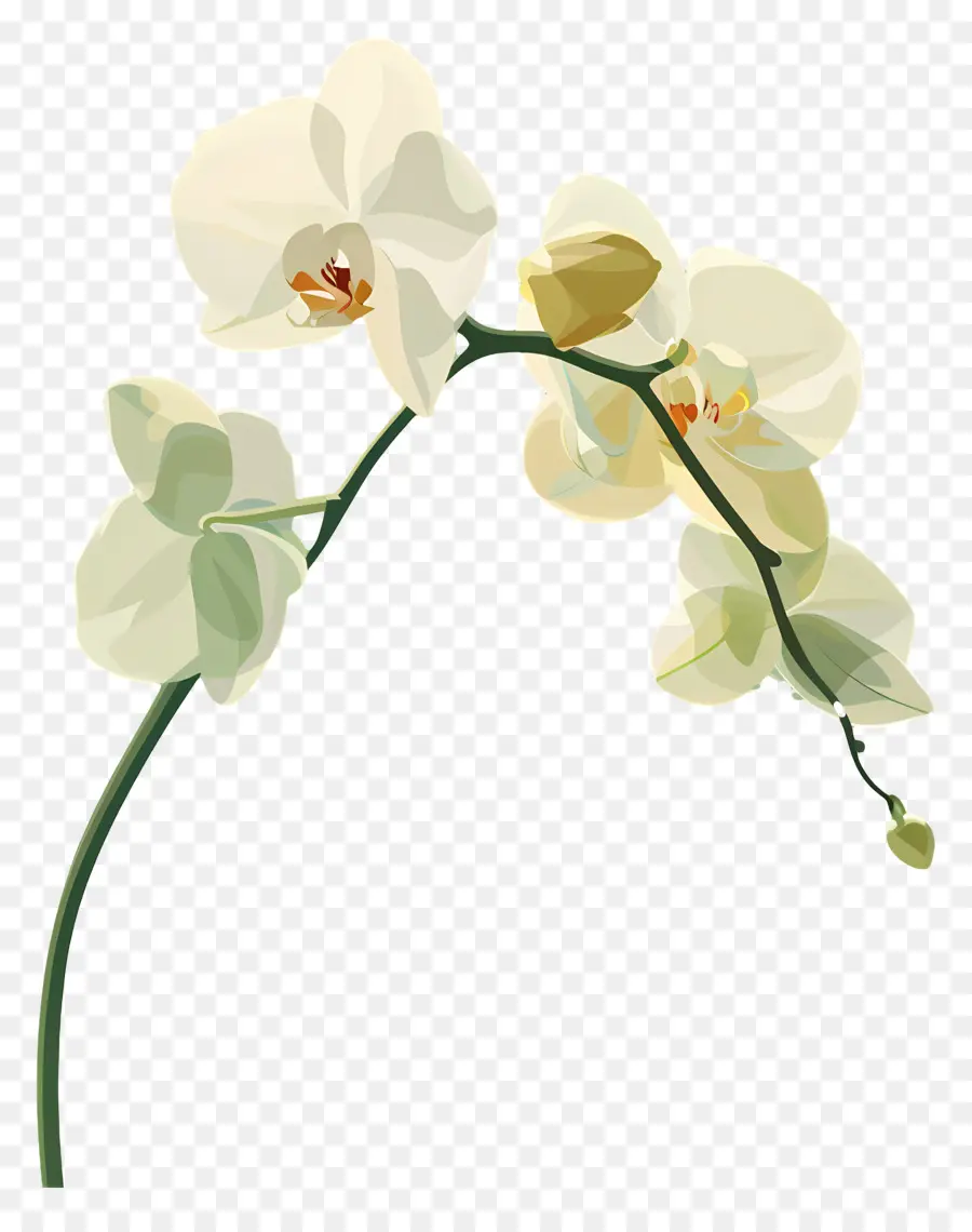 Orkide，Beyaz Orkide PNG