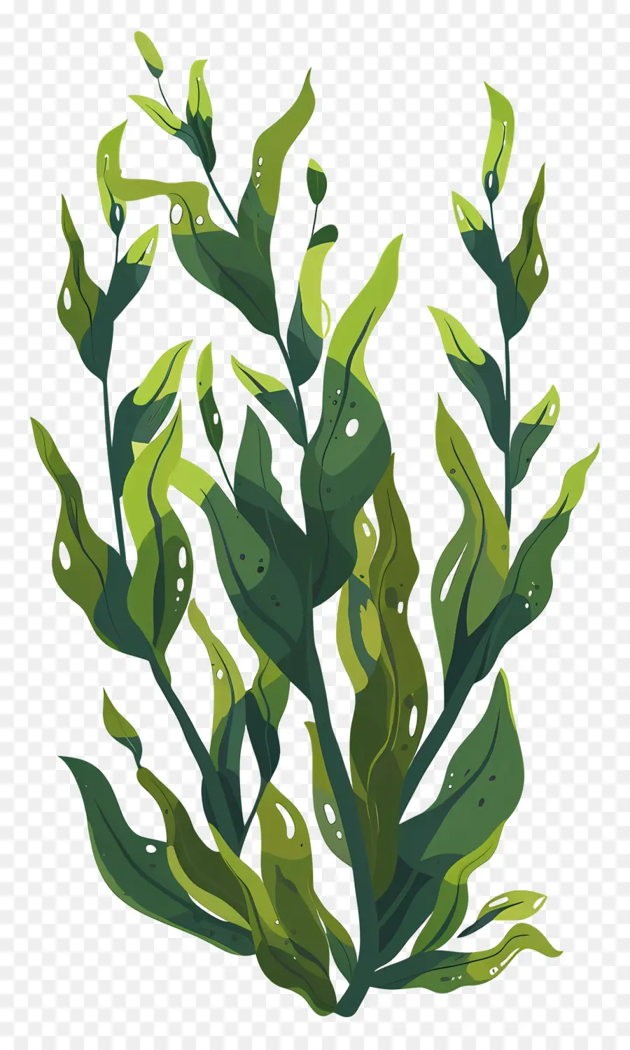 Kelp，Bitki PNG