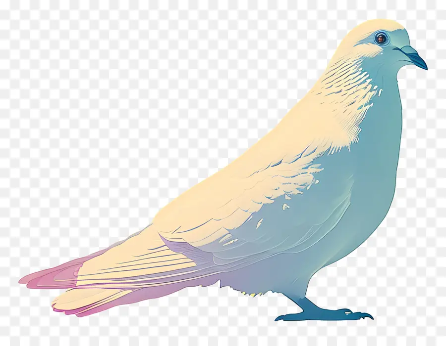 Güvercin，Beyaz Güvercin PNG