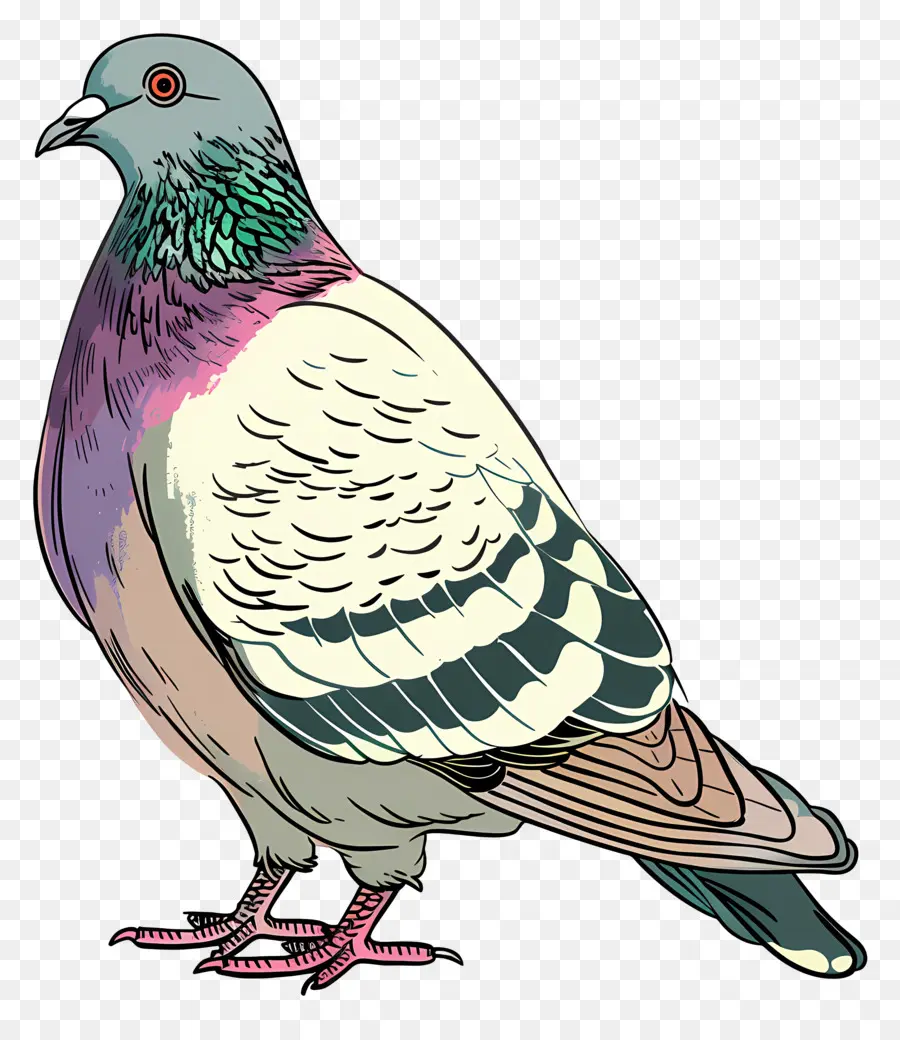Güvercin，Kuş PNG
