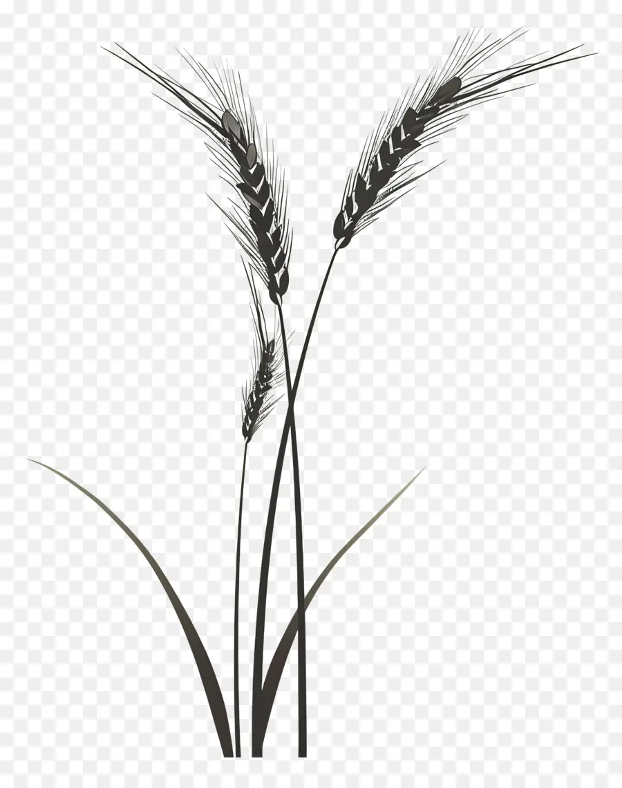 Buğday，Kapalı Bitki PNG