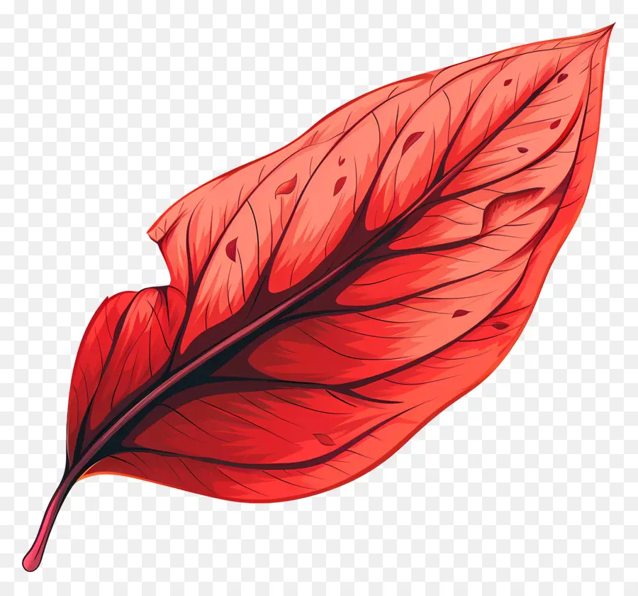 Kırmızı Yaprak，Canlı Renk PNG