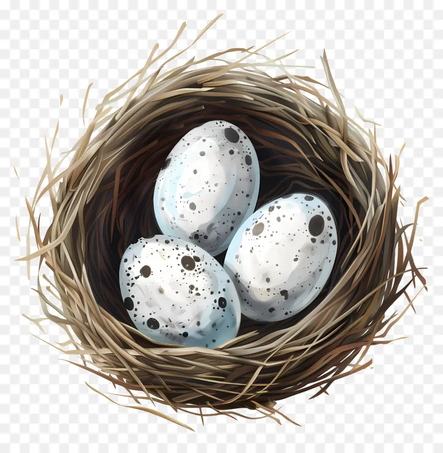 Kuş Yumurtaları，Kuş Yuvası PNG