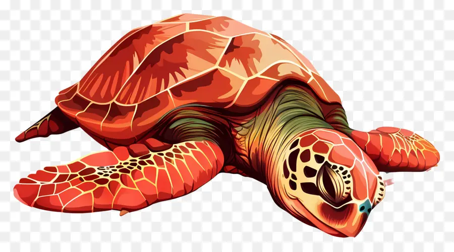 Kaplumbağa，Kızıldeniz Kaplumbağası PNG