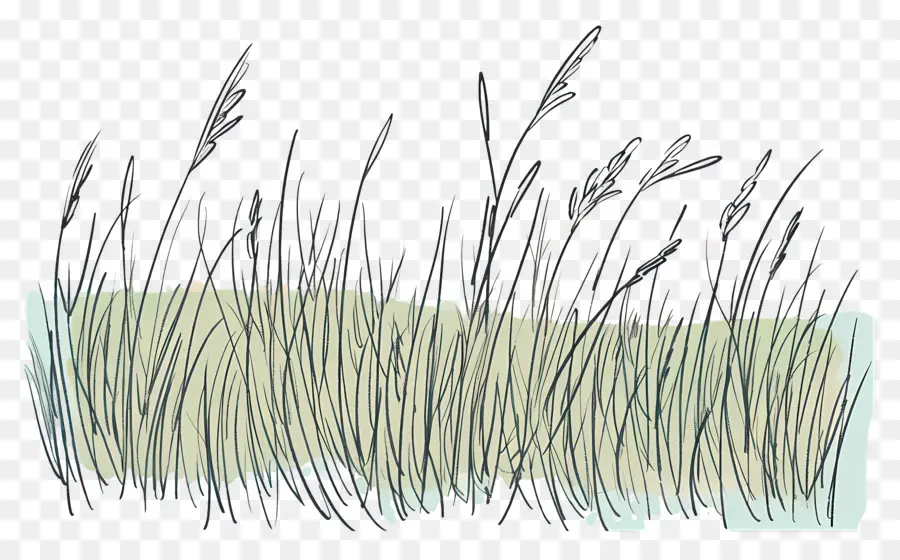 Kavisli çim Alanı，Uzun Boylu Ot PNG