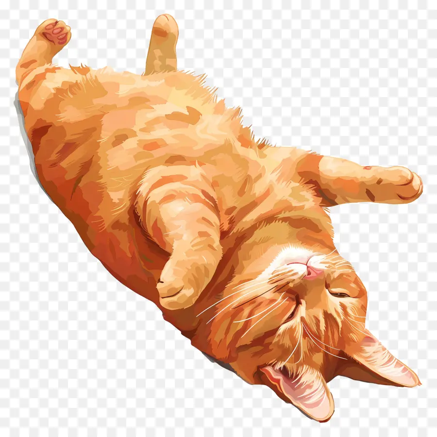 Bahçıvan Kedisi，Kedi PNG