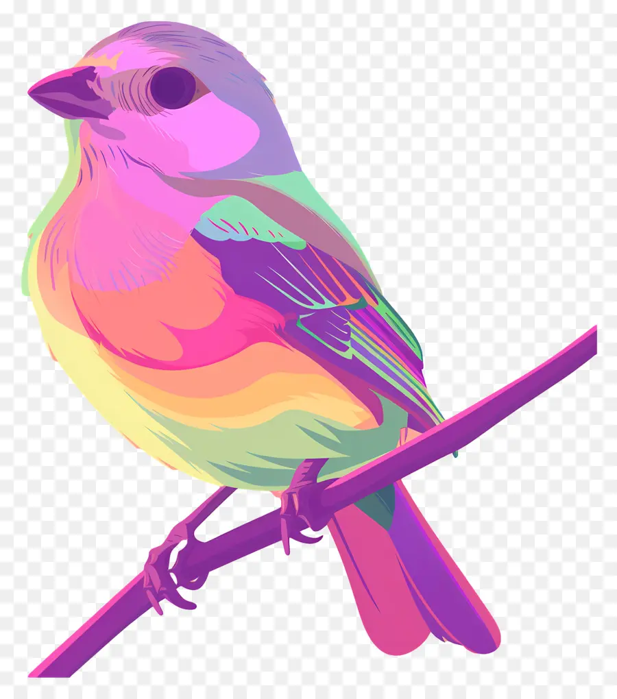 Kuş，Renkli PNG