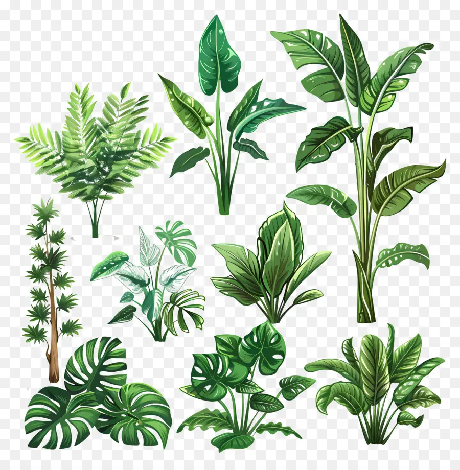 Bitki Yeşillikleri，Bitkiler PNG