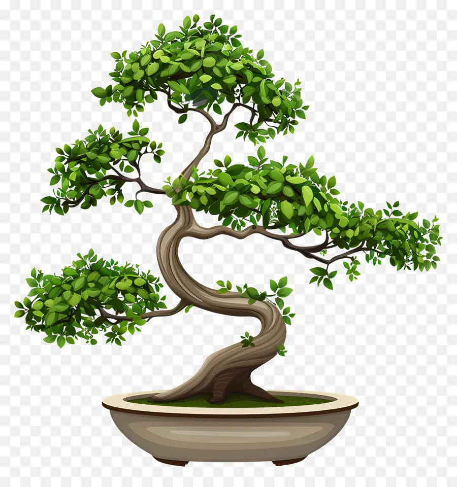 Bonsai Bitkisi，Bonsai Ağacı PNG