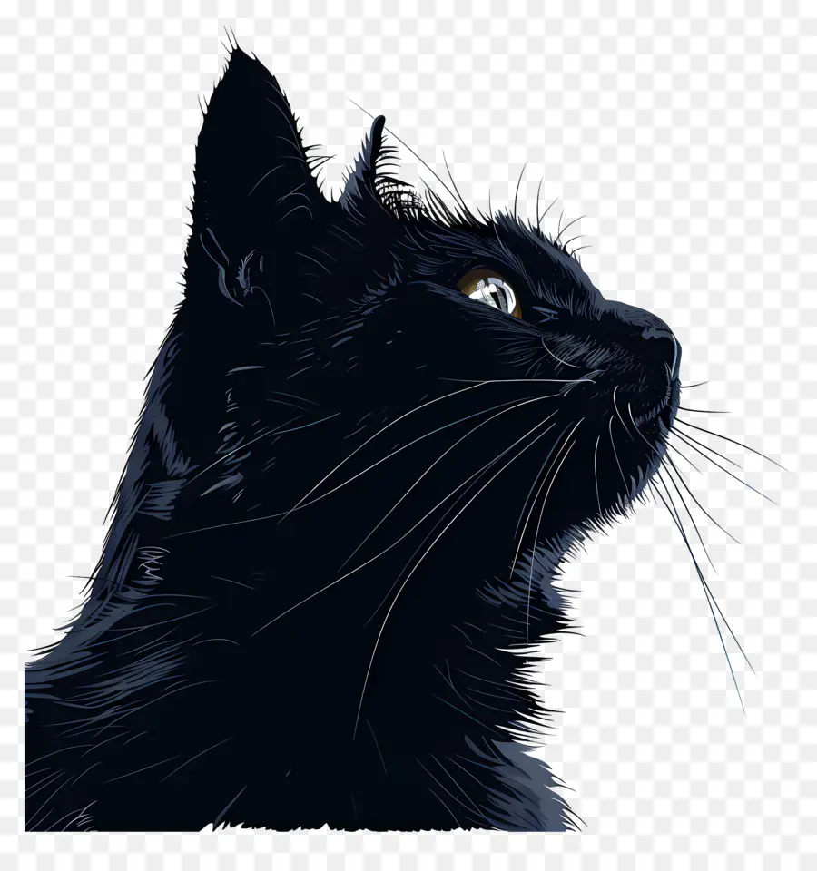 Kedi，Kara Kedi PNG