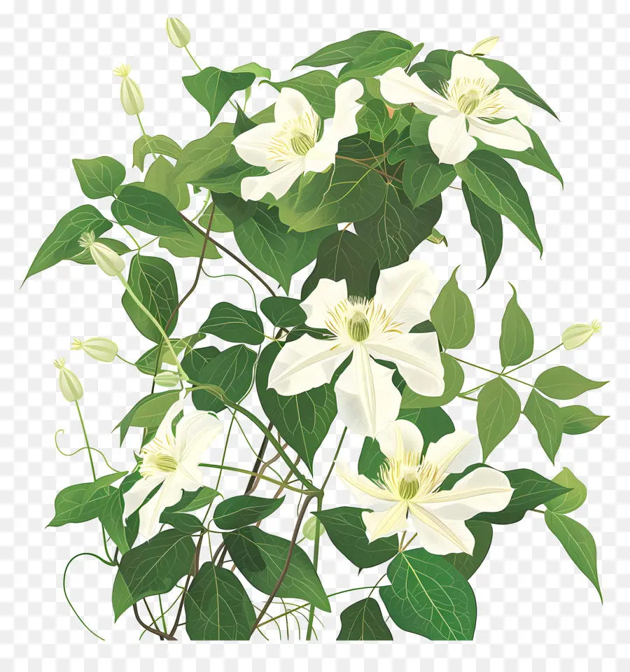 Clematis Vine，Yabanasması PNG