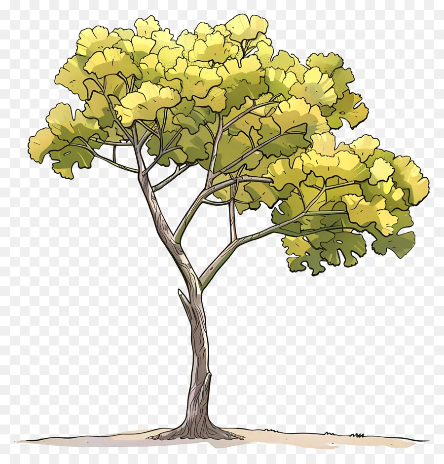 Ginkgo Ağacı，Ağaç PNG