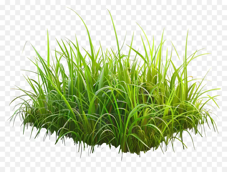 çayır çimen，Yeşil çimen PNG