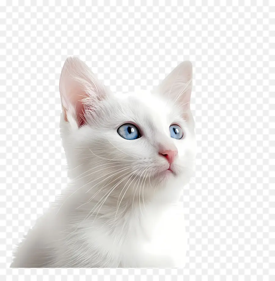 Kapatmak，Beyaz Kedi PNG