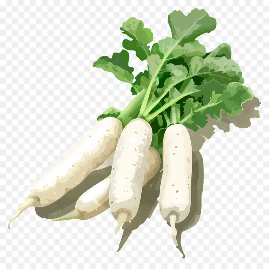 Daikon Turpu，Beyaz Turp PNG