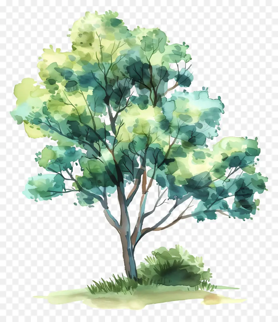 Ağaç，Suluboya Resim PNG
