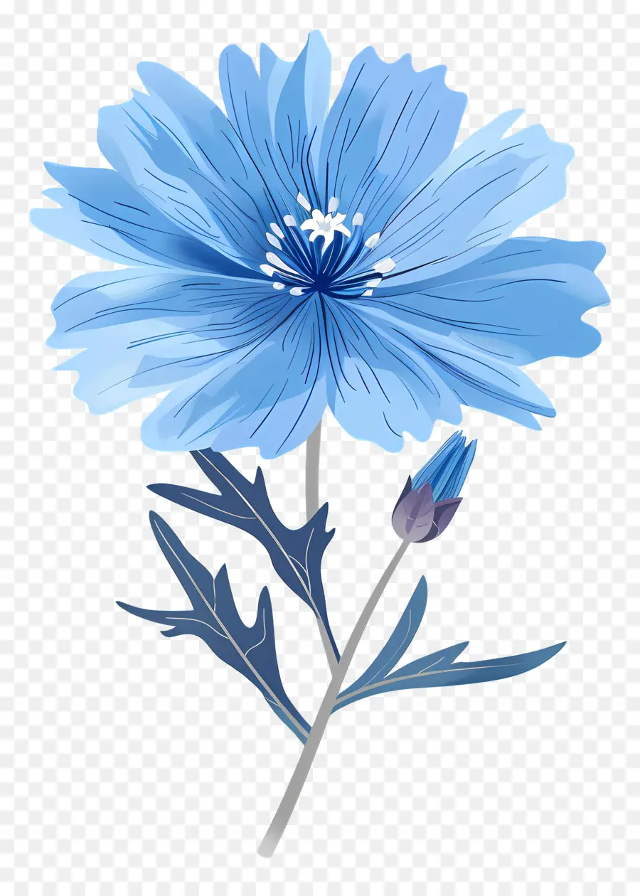 Hindiba，Mavi çiçek PNG