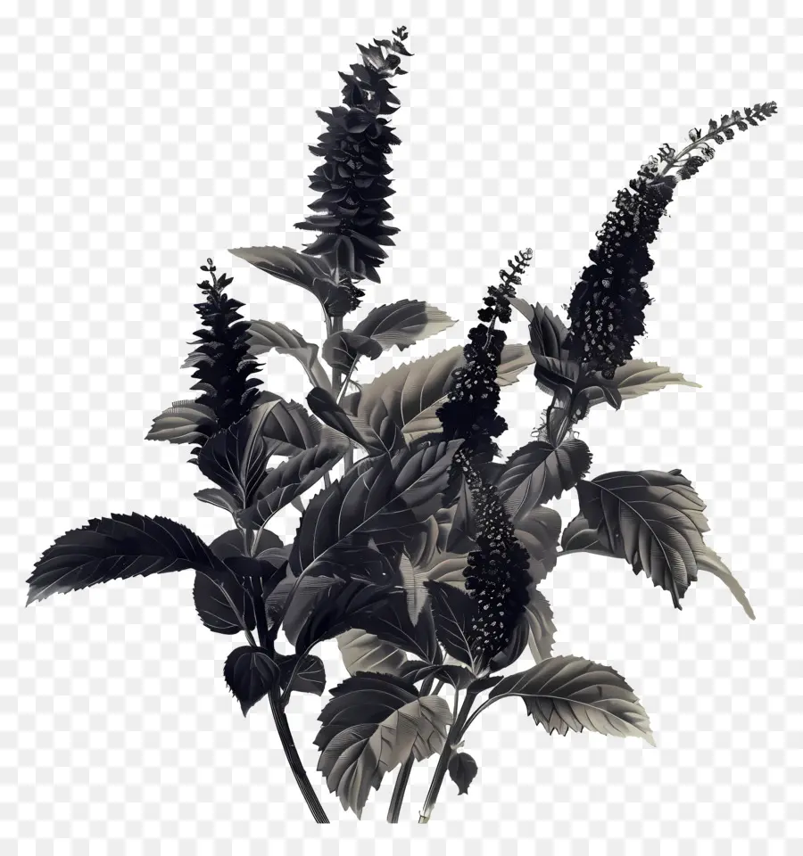 Amaranth，Siyah Bitki PNG