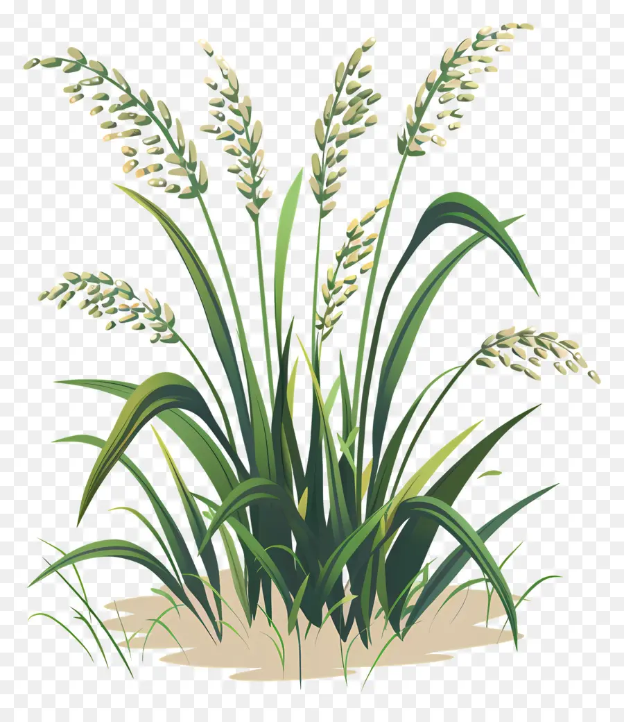 Pirinç Bitkiler，Uzun Boylu Ot PNG