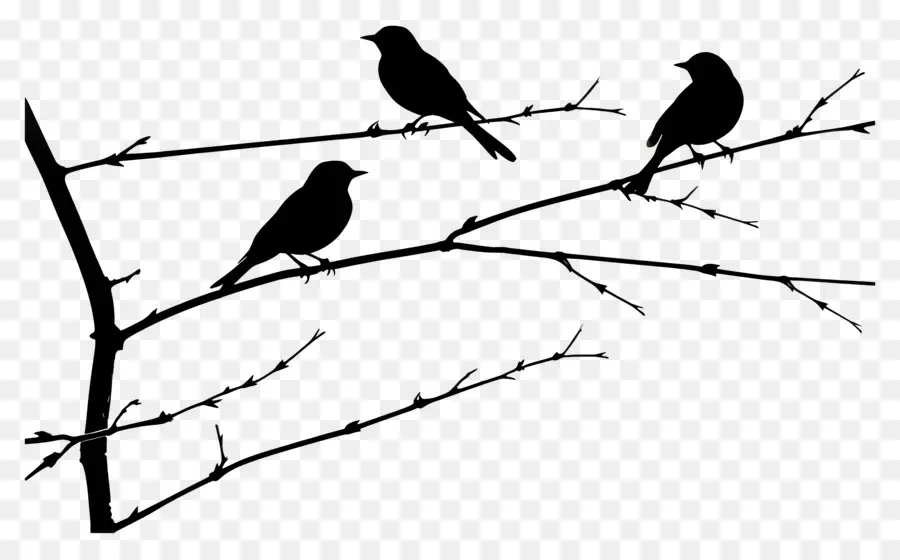 Bir Tel üzerinde Oturan Kuşlar，Ağaç PNG