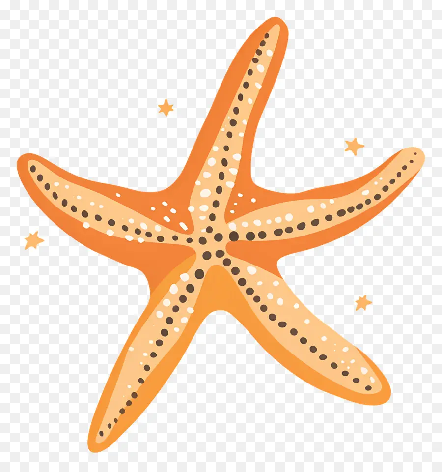 Denizyıldızı，Deniz Hayvan PNG