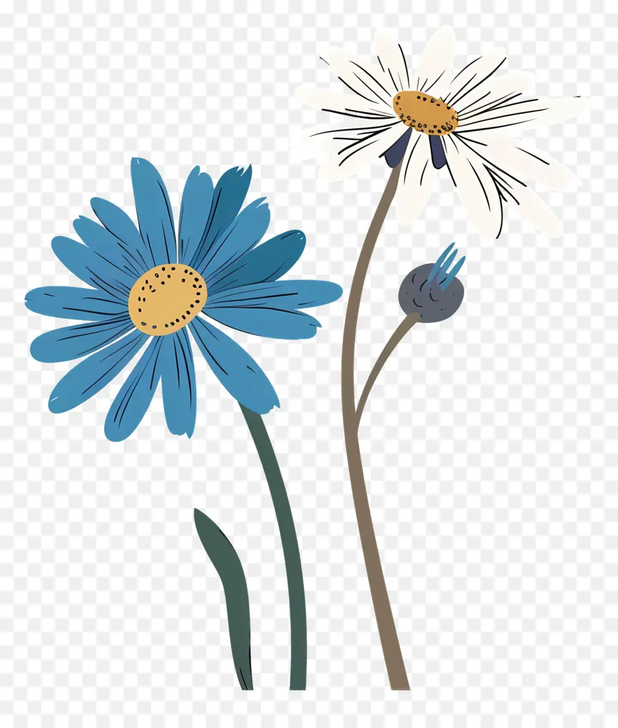 Daisy çiçek，Yaprakları Kapalı PNG