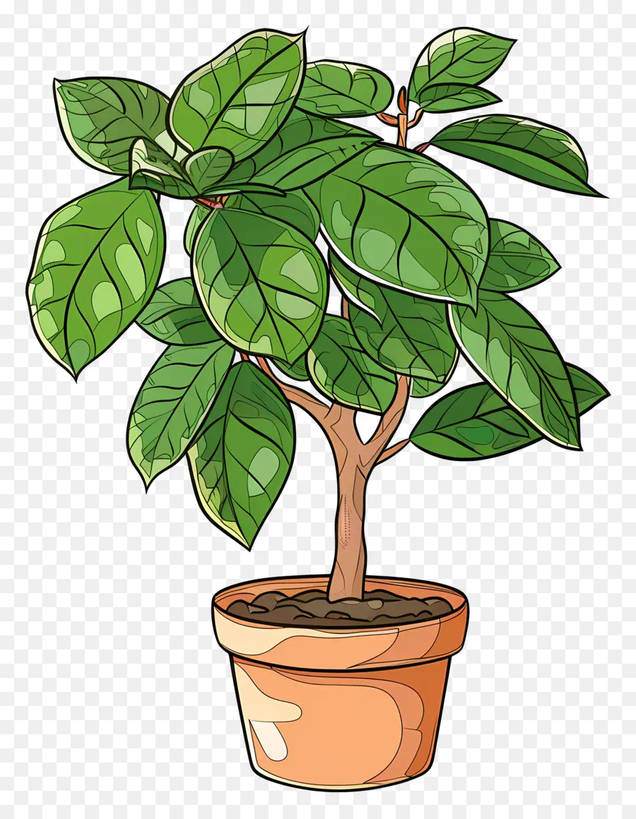 Ficus，Yeşil Bitki PNG