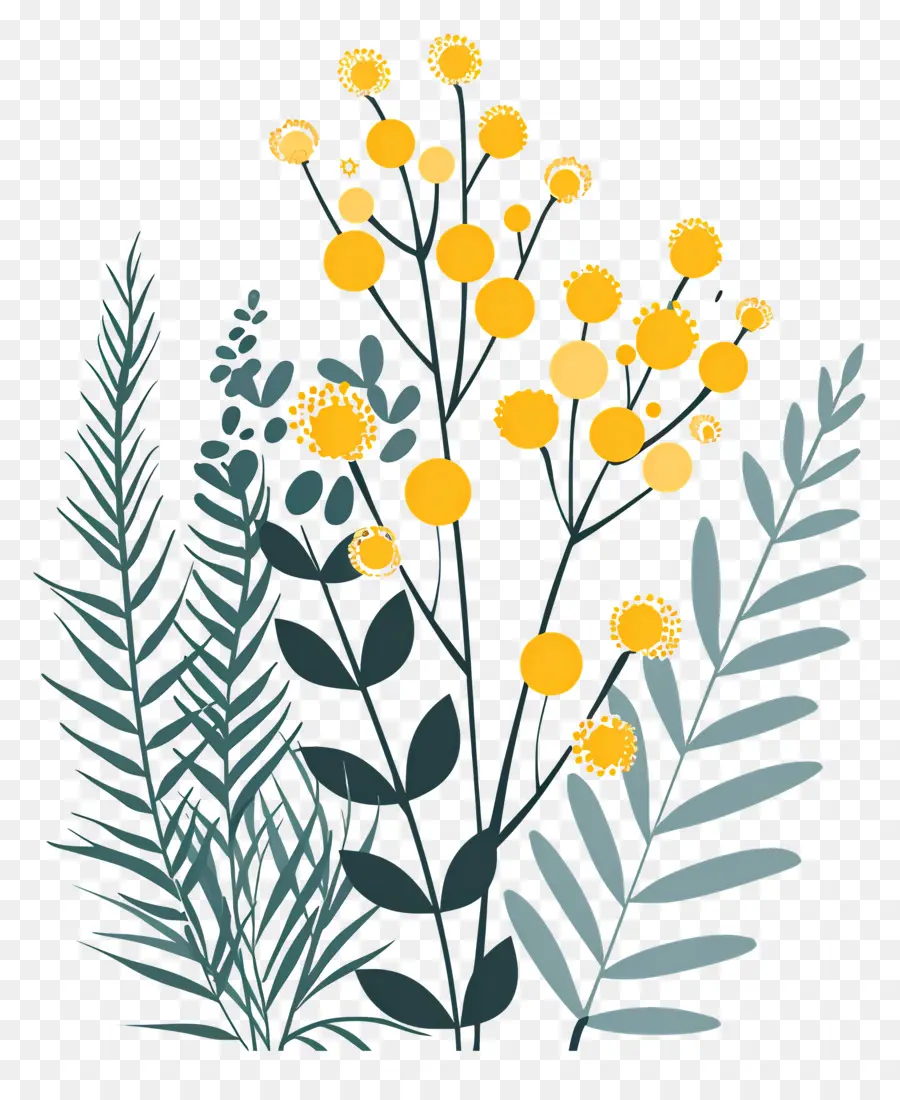 Mimoza çiçek，Sarı çiçek PNG