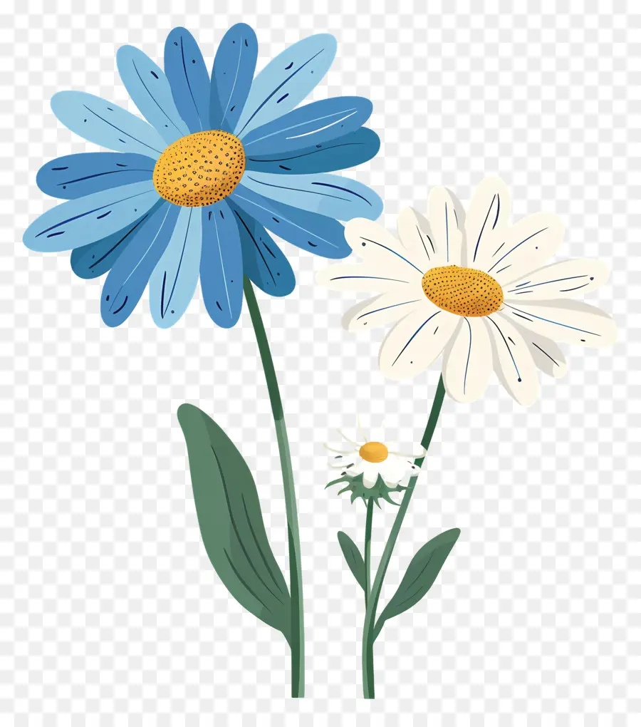 Daisy çiçek，Mavi Ve Beyaz çiçekler PNG