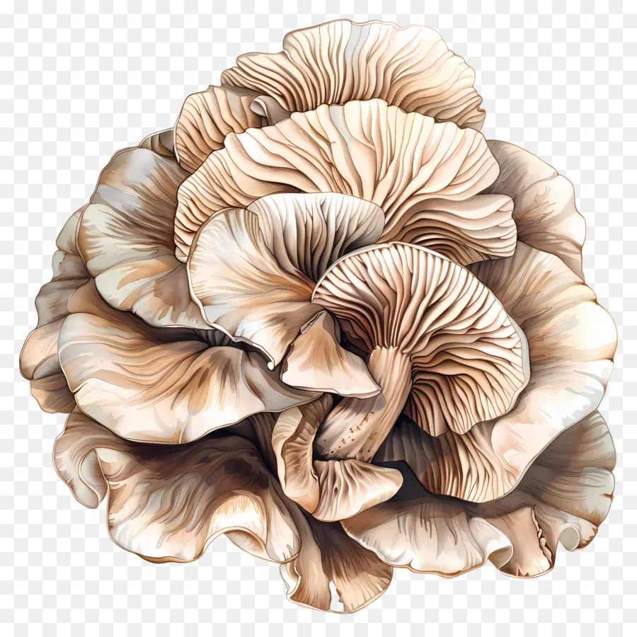 Maitake Mantarı，Mantar PNG