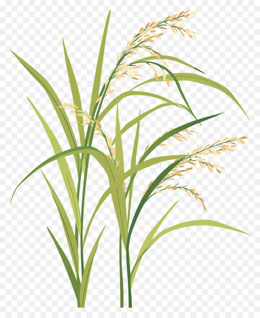 Pirinç Bitkiler，Pirinç PNG