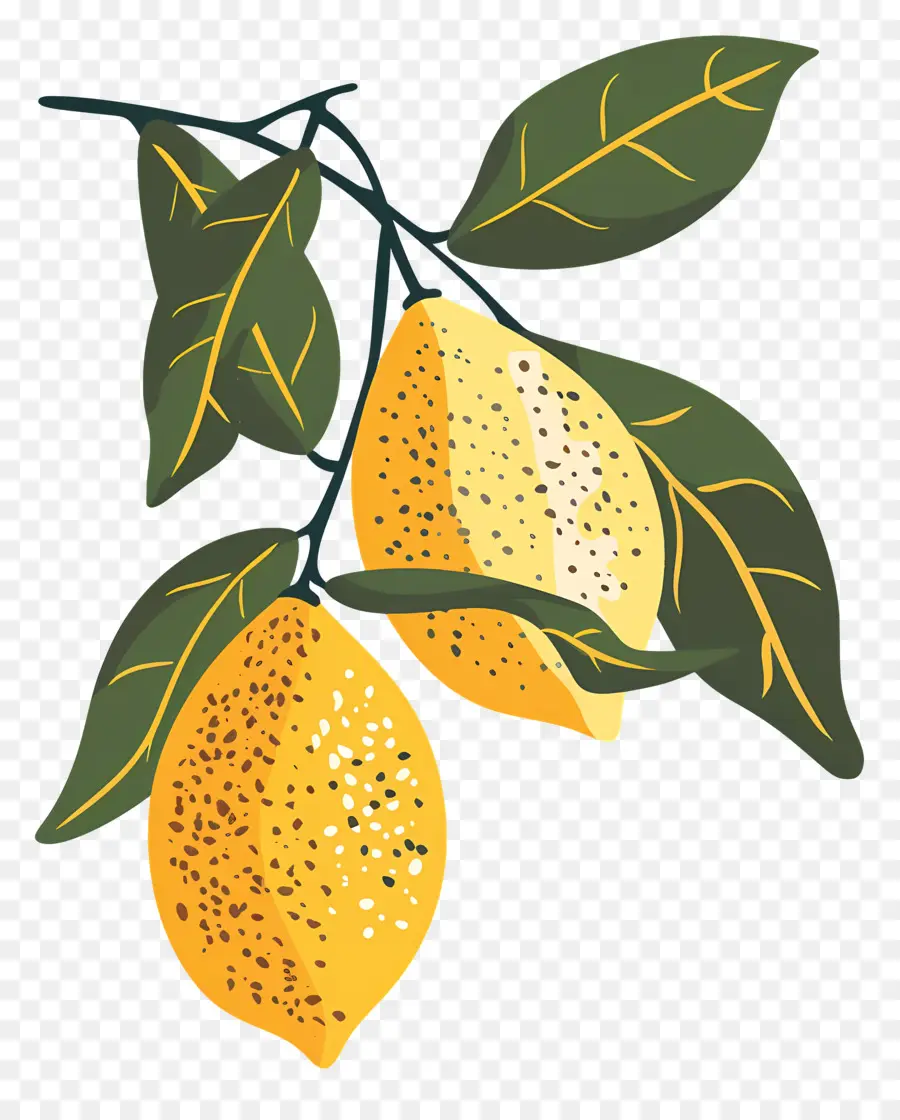 Limonlar，Narenciye PNG