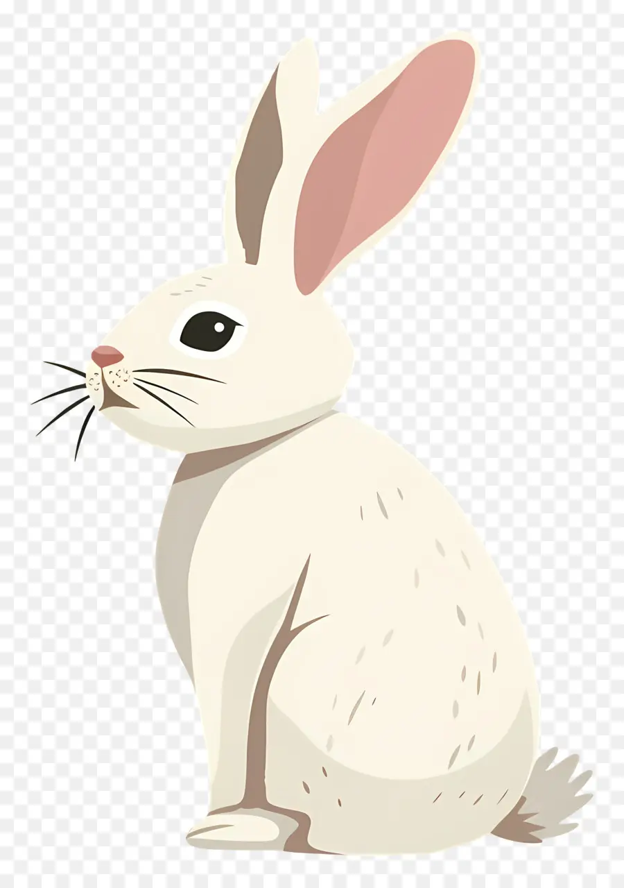 Tavşan，Beyaz Tavşan PNG