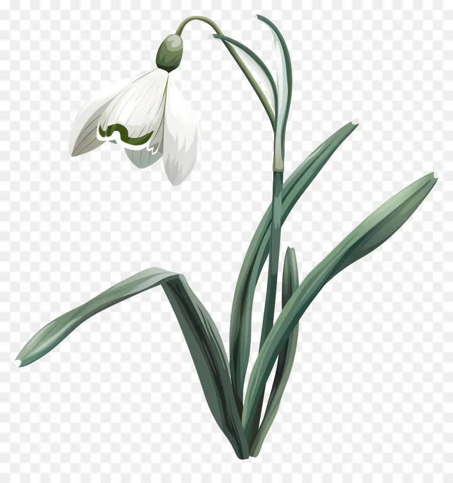 Kardelen Çiçek，Beyaz çiçek PNG