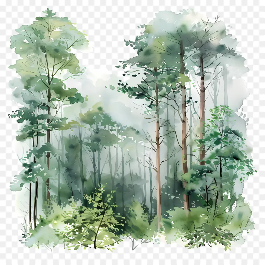 Yoğun Orman，Suluboya Resim PNG