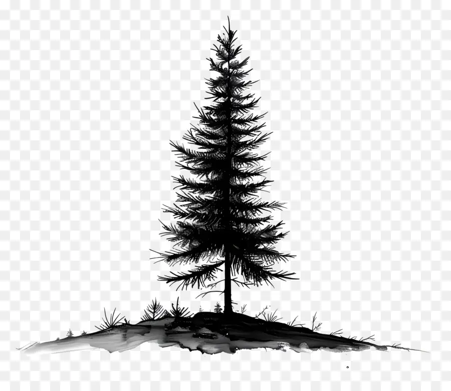 çam Ağacı，Yalnız Ağaç PNG